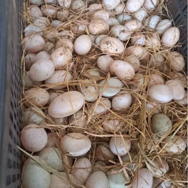 10 Quả Trứng Vịt to thả đồng bao t.ư.ơ.i mới luộc chiên ăn đều đc
