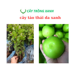 CÂY GIỐNG TÁO THÁI SIÊU NGỌT 6 THÁNG CHO QUẢ