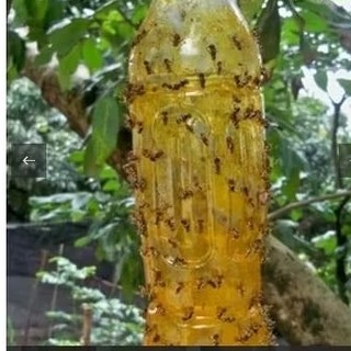 Keo bẫy ruồi vàng lọ 450ml