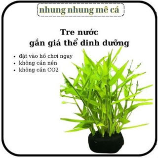 Tre nước gắn sẵn giá thể dinh dưỡng , cây thủy sinh cắt cắm trang trí bể thủy sinh