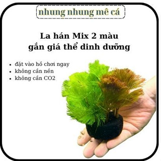 rong la hán mix 2 màu xanh đỏ gắn sẵn giá thể dinh dưỡng - cây thuỷ sinh trang trí bể thuỷ sinh