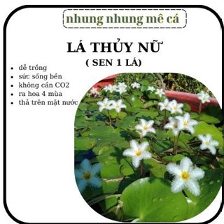 Cây thuỷ nữ - SEN 1 Lá Hoa Nở 4 MÙA thả bể cá cảnh,hòn non bộ trang trí thủy sinh