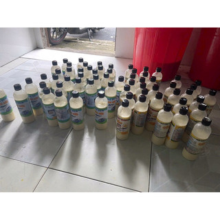 MỒI CÂU CHÁO DỪA Ủ THỌ HÓC MÔN(THỌ ĐEN)
