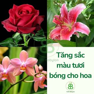Phân Bón Siêu KaLi  Giúp Cứng Cây, Nuôi Hoa, Dưỡng Trái, Tăng Năng Suất Cây Trồng - Túi 1KG