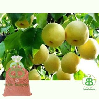 Phân Bón Siêu KaLi  Giúp Cứng Cây, Nuôi Hoa, Dưỡng Trái, Tăng Năng Suất Cây Trồng - Túi 1KG