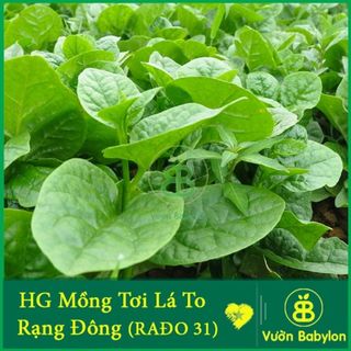 Hạt Giống Mồng Tơi Cao Sản , Đặc Sản, Năng Suất Cao Rạng Đông - Túi 20G