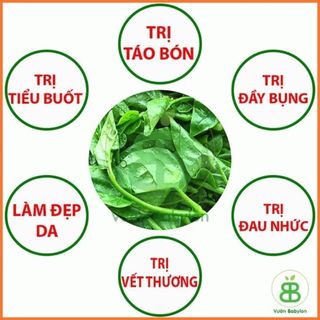 Hạt Giống Mồng Tơi Cao Sản , Đặc Sản, Năng Suất Cao Rạng Đông - Túi 20G