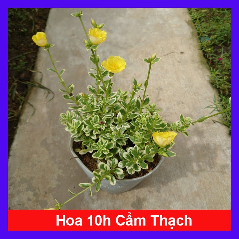 Cây Hoa Mười Giờ Cẩm Thạch ( Hoa 10h ) cây cảnh đẹp màu sắc rực rỡ trồng sân vườn