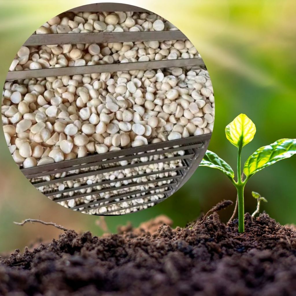 Nhân macca vỡ sấy giòn organic ăn vặt,  hạt macca nứt vỏ hữu cơ làm sữa hạt