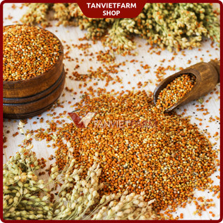 [Gói 1Kg] [Ukraine/Nga] Kê bóng đỏ hạt to cho Vẹt, Yến phụng, Cu gáy, Hamster, Chim cảnh