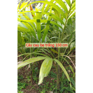 Cây Cau Bẹ Trắng (Cau kiểng đẹp và ưa chuộng nhất) - Cây Cau Trắng (Loại Nhỏ) - Chiều Cao 30-200cm, Đường Kính Gốc 6-7cm