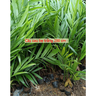 Cây Cau Bẹ Trắng (Cau kiểng đẹp và ưa chuộng nhất) - Cây Cau Trắng (Loại Nhỏ) - Chiều Cao 30-200cm, Đường Kính Gốc 6-7cm