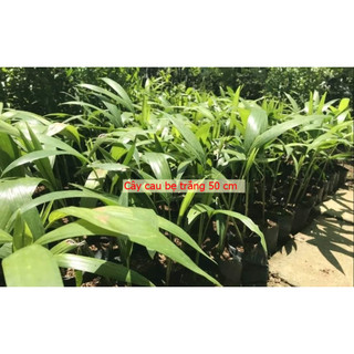 Cây Cau Bẹ Trắng (Cau kiểng đẹp và ưa chuộng nhất) - Cây Cau Trắng (Loại Nhỏ) - Chiều Cao 30-200cm, Đường Kính Gốc 6-7cm