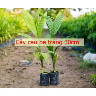Cây Cau Bẹ Trắng (Cau kiểng đẹp và ưa chuộng nhất) - Cây Cau Trắng (Loại Nhỏ) - Chiều Cao 30-200cm, Đường Kính Gốc 6-7cm