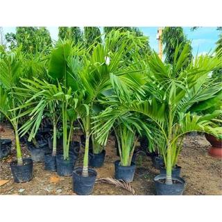 Cây Cau Bẹ Trắng (Cau kiểng đẹp và ưa chuộng nhất) - Cây Cau Trắng (Loại Nhỏ) - Chiều Cao 30-200cm, Đường Kính Gốc 6-7cm