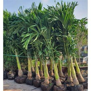 Cây Cau Bẹ Trắng (Cau kiểng đẹp và ưa chuộng nhất) - Cây Cau Trắng (Loại Nhỏ) - Chiều Cao 30-200cm, Đường Kính Gốc 6-7cm