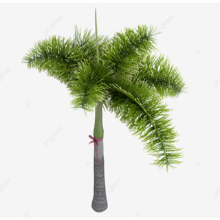 Cây Cau Kiểng (Cau Bẹ Trắng & Cau Đuôi Chuồn) (Cau Kiểng Đẹp Và Ưa Chuộng Nhất) (CÓ BẢO HÀNH NÊN YÊN TÂM, BAO SỐNG 100%)