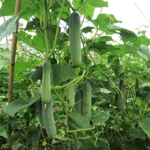 Hạt giống Dưa Leo Lai F1 9339 (1g~35 hạt) trái dài, giòn ngọt, trái sai, trồng quanh năm