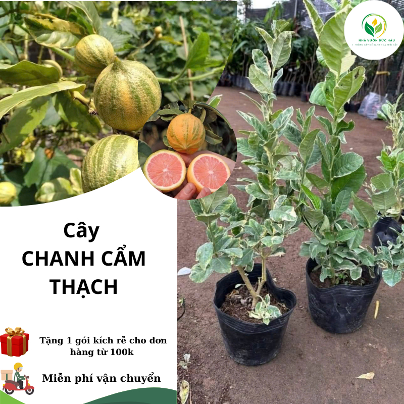 cây CHANH CẨM THẠCH ( cây ghép, chuẩn giống)