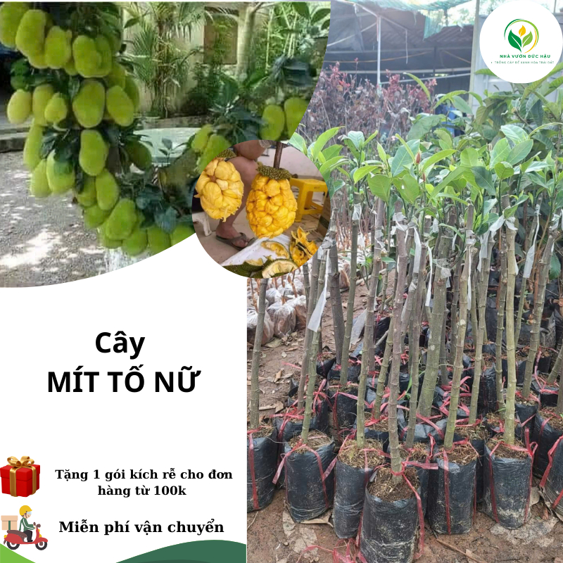 Cây Mít Tố NỮ ( cây ghép, chuẩn giống - nhanh ra trái )