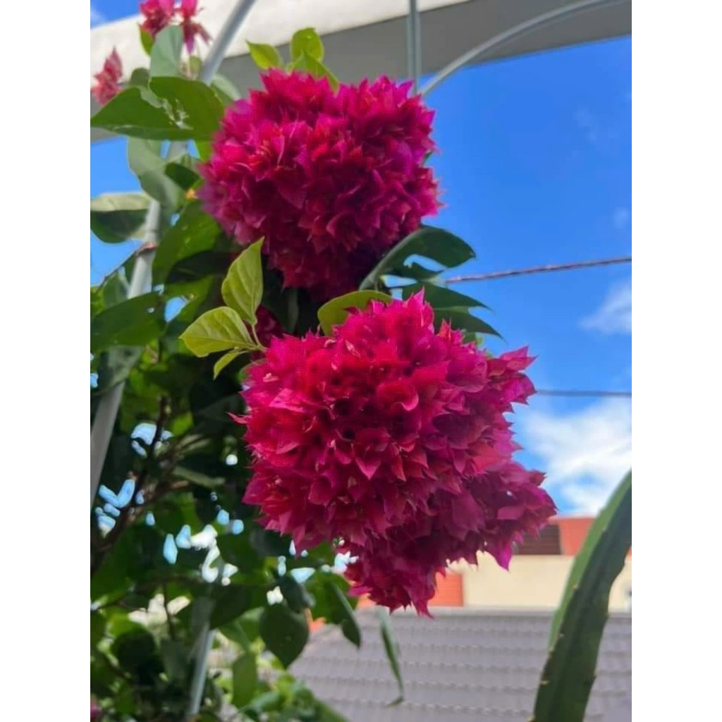 Cây giống hoa giấy kép chùm ấn độ -dòng siêu bông