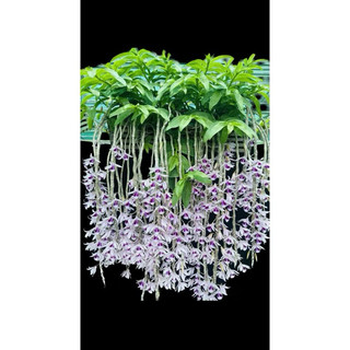 CHẬU DỚN TRỒNG LAN (DỚN ĐĨA)