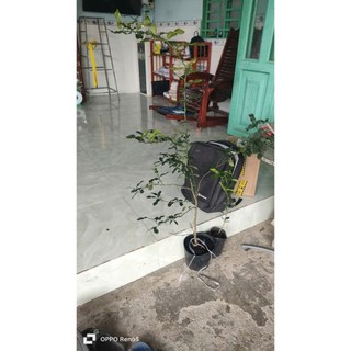 Combo 1 chúc cao 220k và 3 cây chúc lỡ.