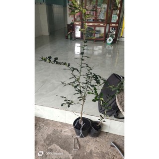 Combo 1 chúc cao 220k và 3 cây chúc lỡ.