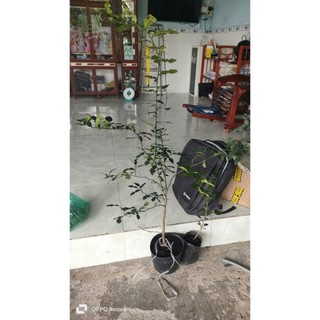 Combo 1 chúc cao 220k và 3 cây chúc lỡ.