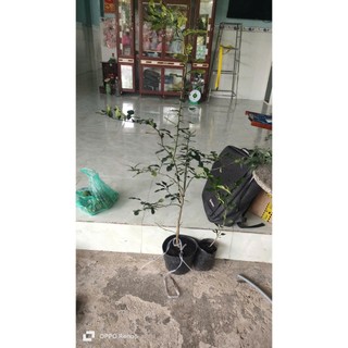 Combo 1 chúc cao 220k và 3 cây chúc lỡ.