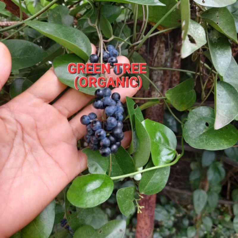 Hạt giống sương sâm láng(trơn)