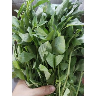 LÁ É TƯƠI CHÍNH GỐC PHÚ YÊN - HÀNG MỚI MỖI NGÀY, LÚC NÀO CŨNG CÓ SẴN
