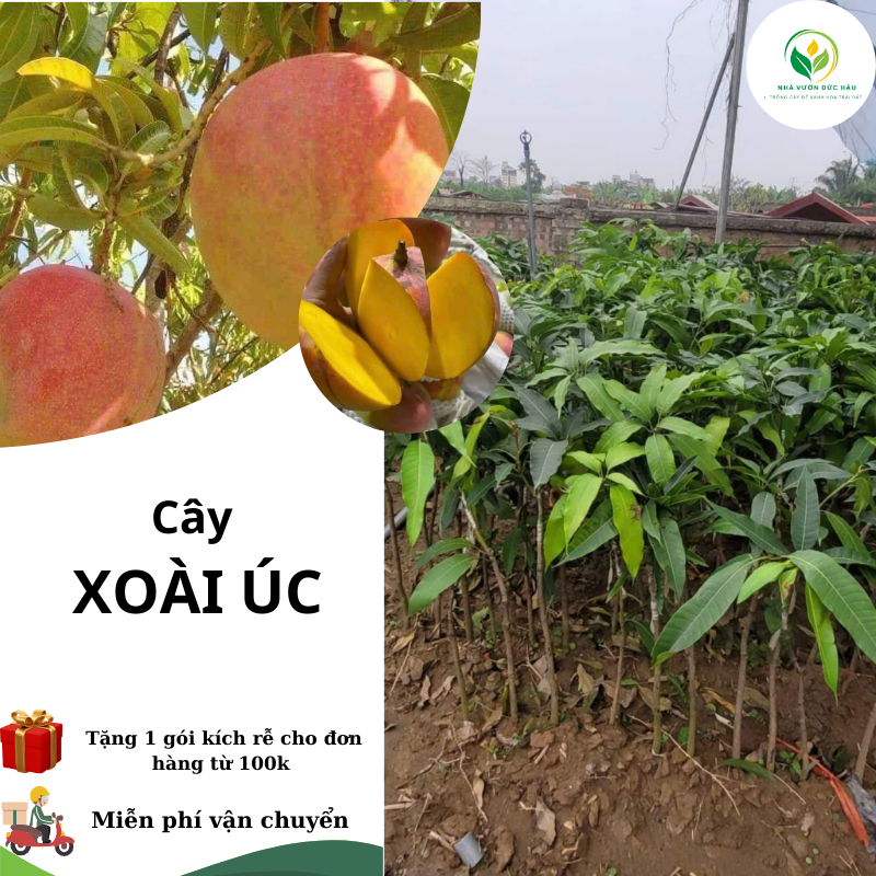 cây XOÀI ÚC ( cây ghép, chuẩn giống)