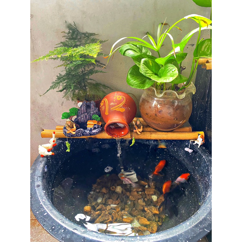 Combo bể cá ngoài trời đầy đủ phụ kiện (giống hình)