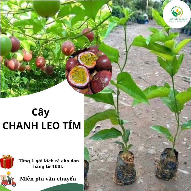 Cây giống CHANH DÂY TÍM ( cây chanh leo) cây leo giàn