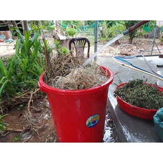 Dầu gội thảo mộc