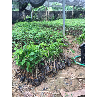 Cây giống Thiên Lý