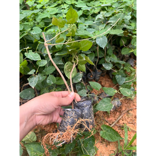 Cây giống Thiên Lý