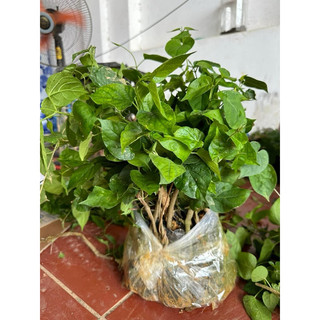 Cây giống Thiên Lý