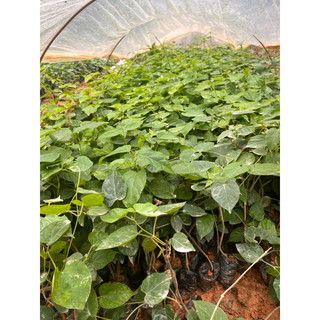 Cây giống Thiên Lý