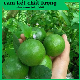 Cây chanh giấy nhiều gai mùi thơm đặc trưng truyền thống