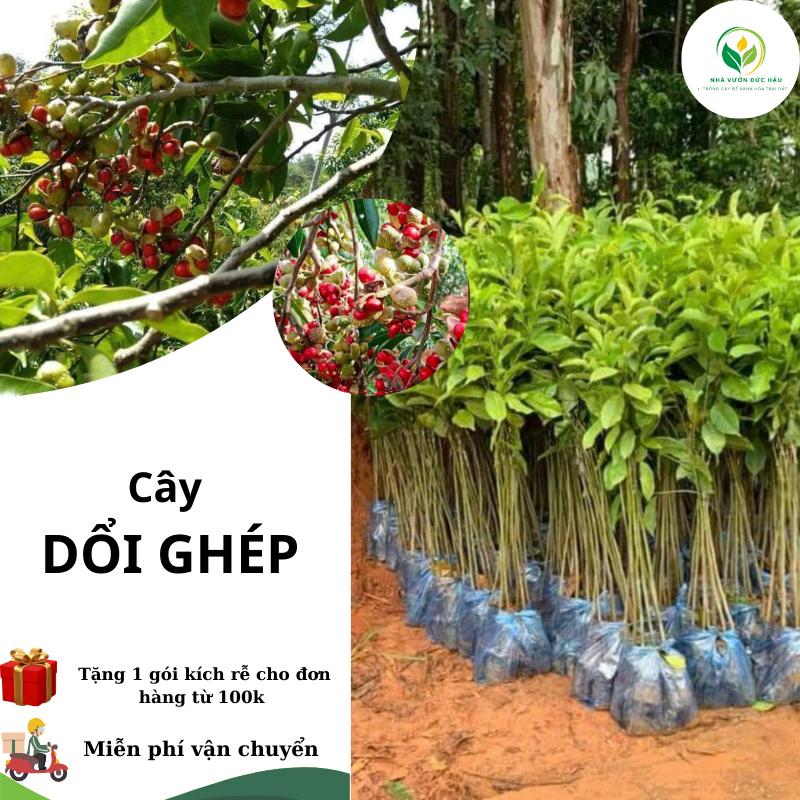 cây DỔI GHÉP 12 tháng cho thu hoạch ( cây ghép chuẩn giống)