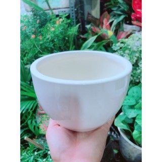 Chậu Trồng Cây 17cm