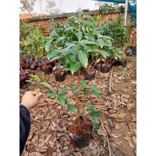 cây THANH TRÀ NGỌT ( cây chiết, nhanh cho trái)