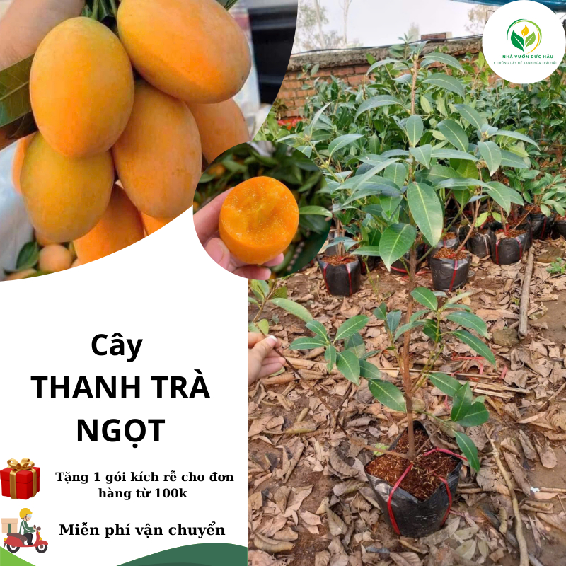 cây THANH TRÀ NGỌT ( cây chiết, nhanh cho trái)