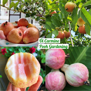 Tree Ổi Carmine | Cây ăn trái
