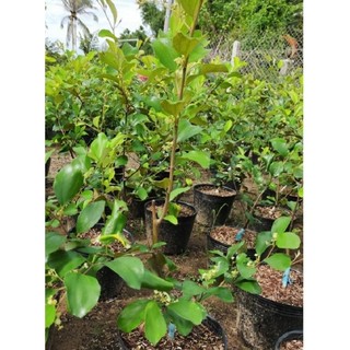 Cây giống táo thái ( cao 40 - 50cm )