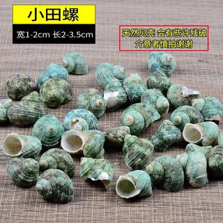 Ốc mini trang trí bể cá