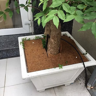 THẢM XƠ DỪA TRỒNG CÂY 50x50cm
