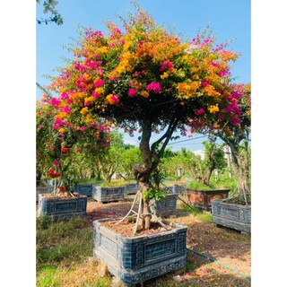 PHÂN BÓN DƯỠNG HOA ĐẦU TRÂU MK 901 - Giúp chống rụng hoa - bền màu - lâu tàn